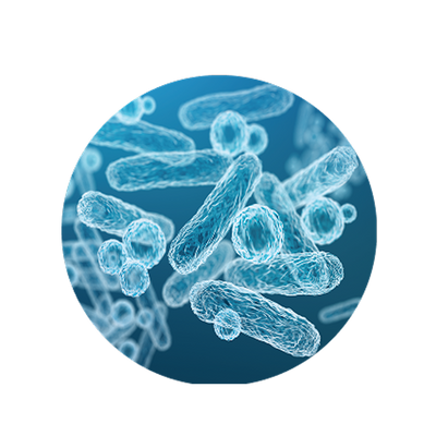 Live Bacteria