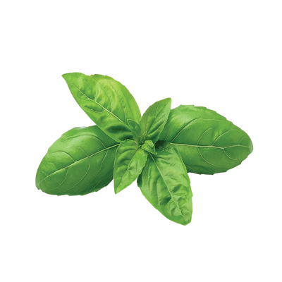 Basil