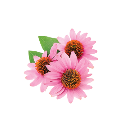 Echinacea