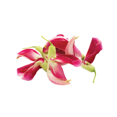 Sesbania Grandiflora 