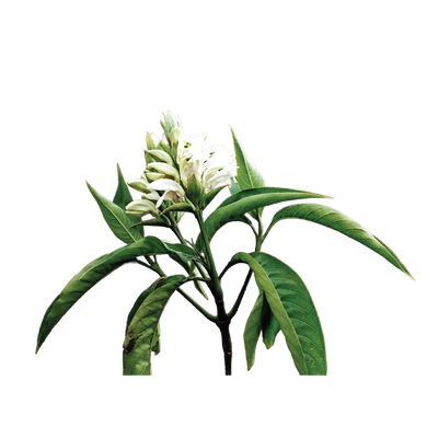 Malabar Nut Plant