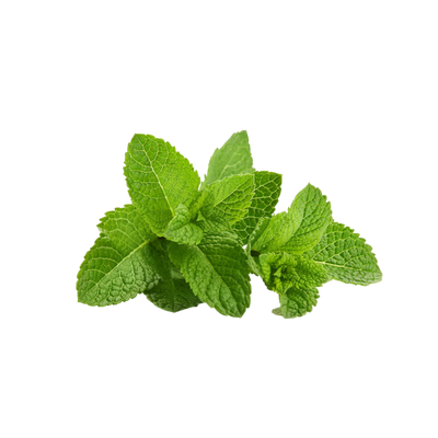 Peppermint Extract